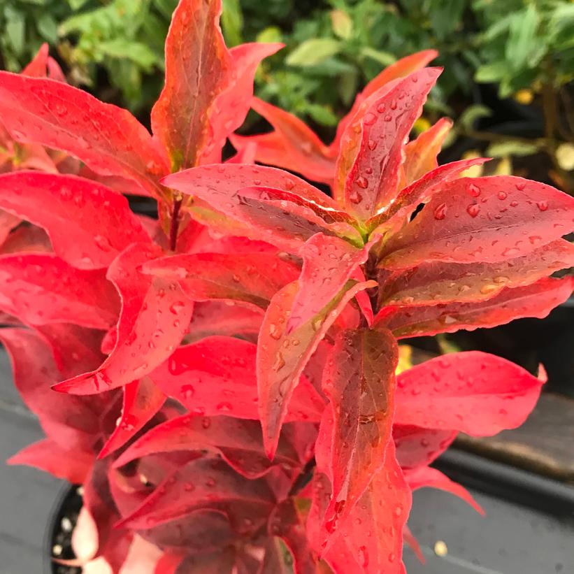 Hardy Abelia