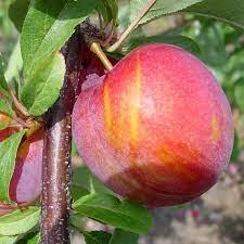 Vampire Plum