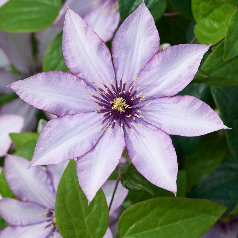 Samaritan Jo™ Clematis, Samaritan-Jo