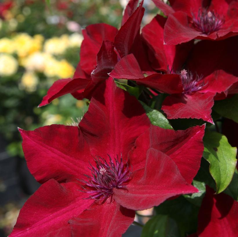 Nubia Clematis