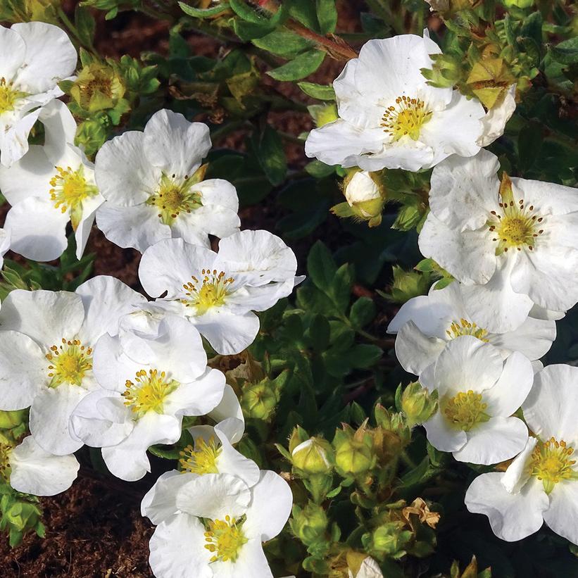 Hachbianca Bella Bianca® Cinquefoil