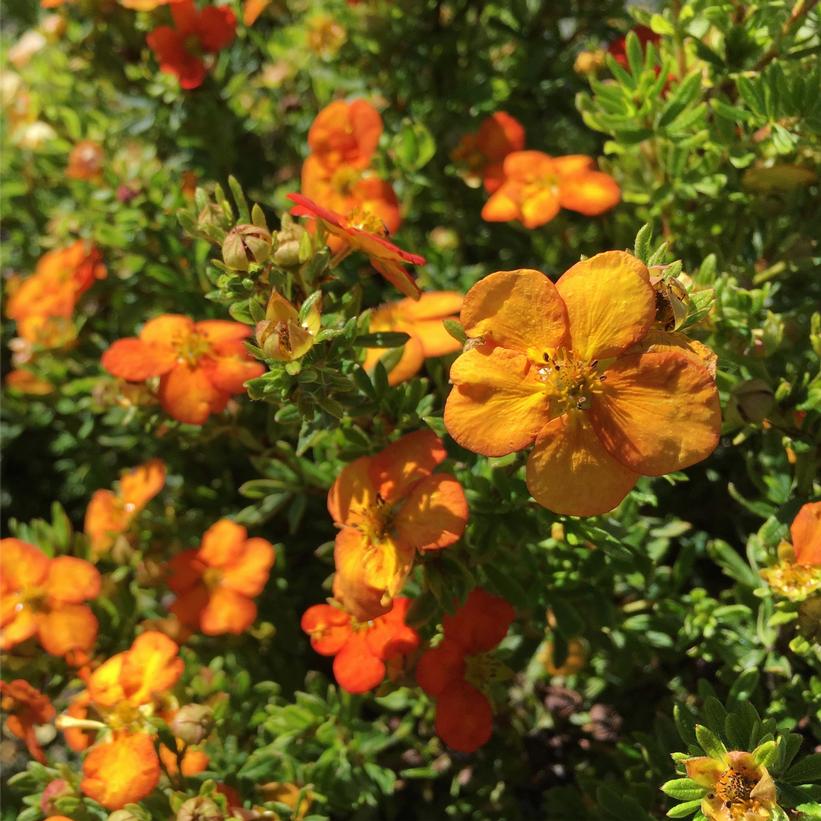 Hachdon Bella Sol® Cinquefoil