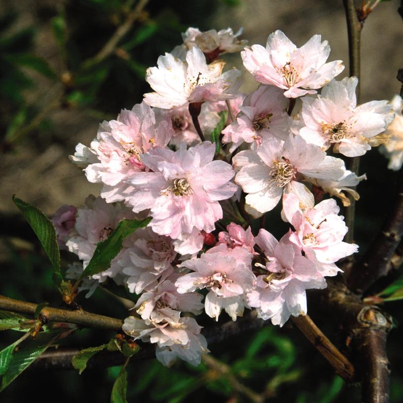 Double Weeping Cherry