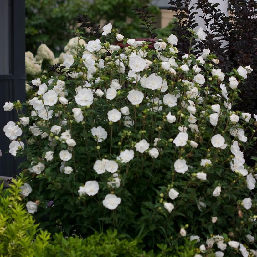 White Chiffon® Rose of Sharon