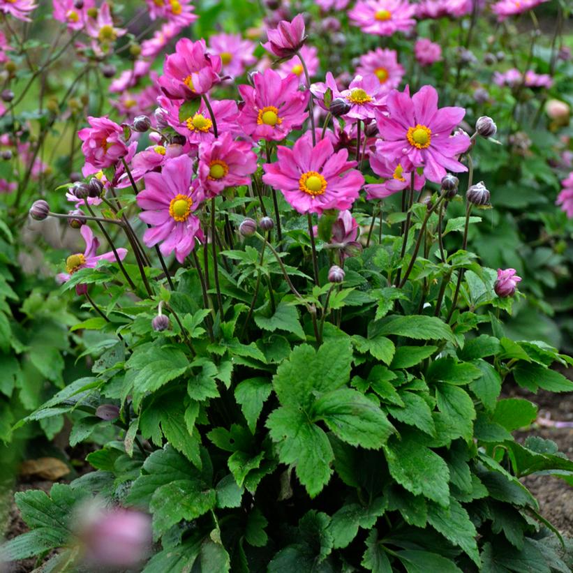 Curtain Call Deep Rose Japanese Anemone, Windflower