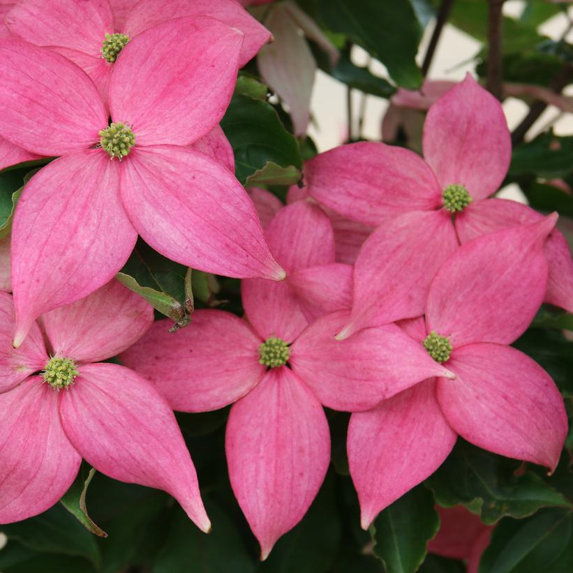 Scarlet Fire® Dogwood
