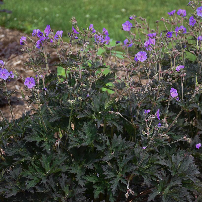 Geranium, Cranesbill