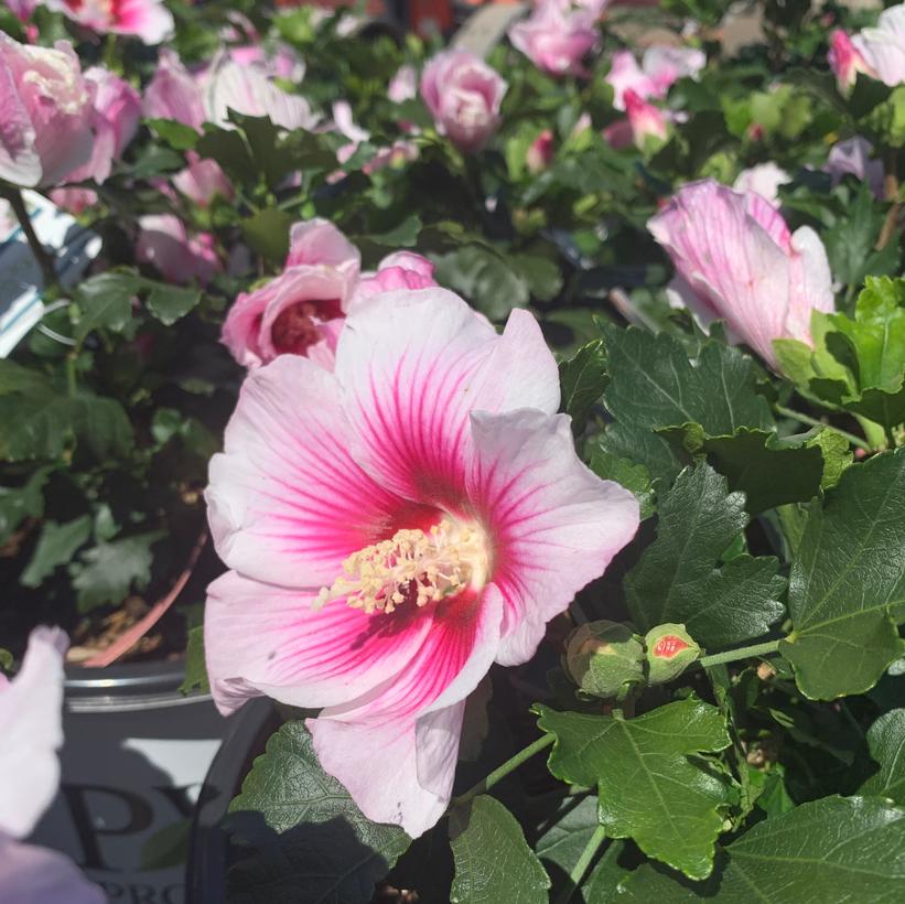 Minsywhi07 Paraplu Pink Ink® Rose of Sharon