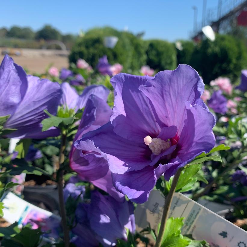 Minsybv3s01 Paraplu Violet® Rose of Sharon