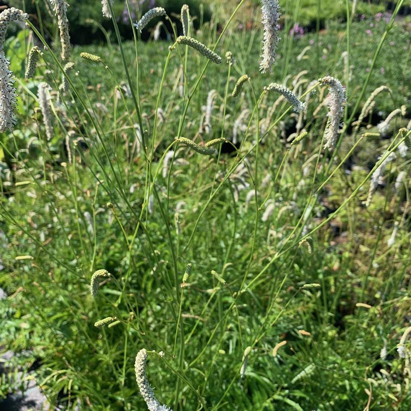 Japanese Burnet, Oriental Burnet, Narrow Leaf Burnet