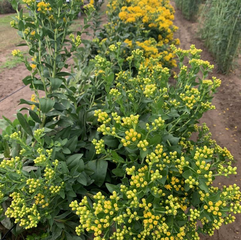 Old Field Goldenrod, Gray Goldenrod