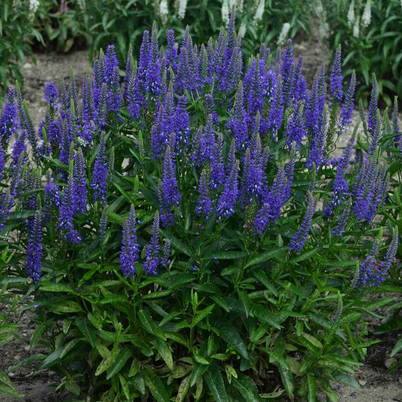 Speedwell - Veronica x &