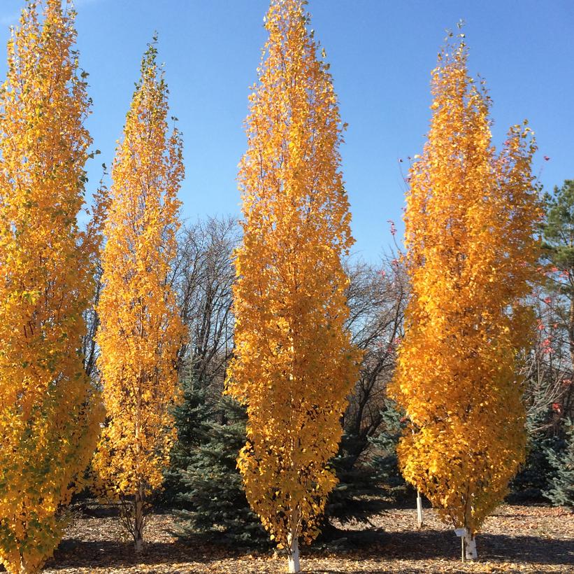 Parkland Pillar® Asian White Birch
