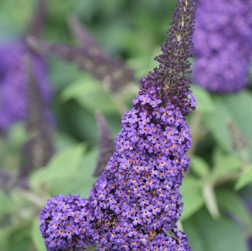 SMNBDBT Pugster Blue® Butterfly Bush