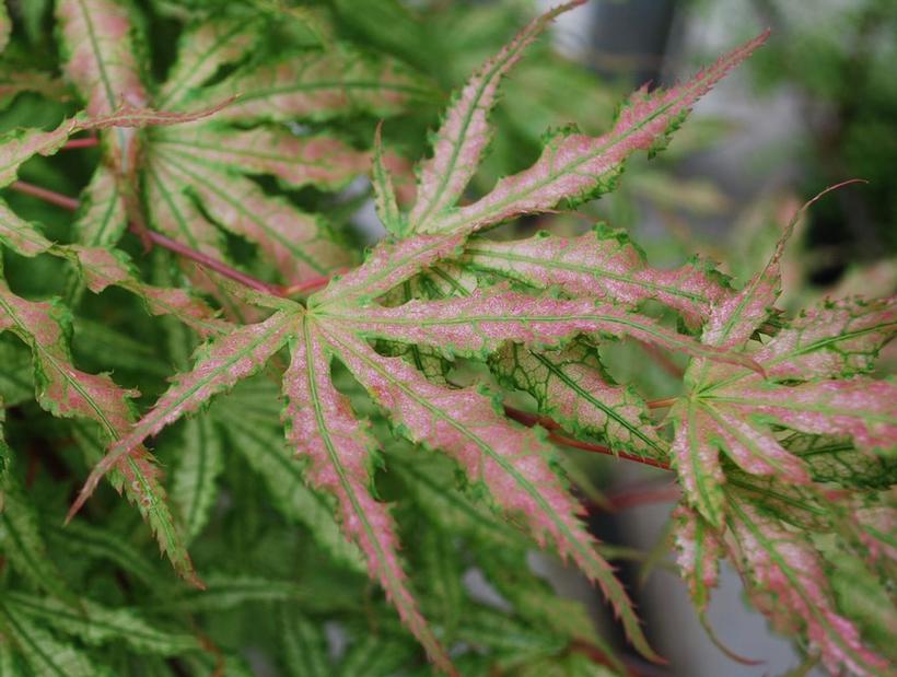 Variegated Japanese Maple - Acer palmatum &