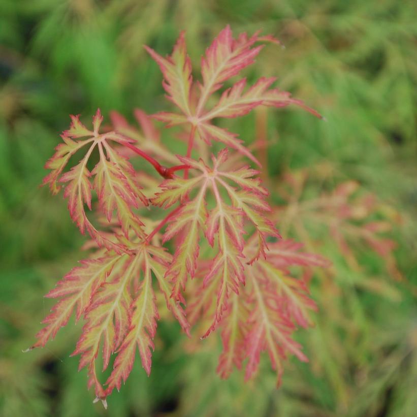 Lemon Lime Lace Japanese Maple - Acer palmatum dissectum &