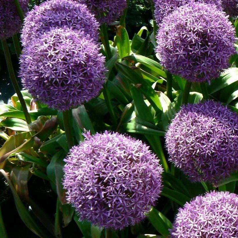 Globemaster Ornamental Onion