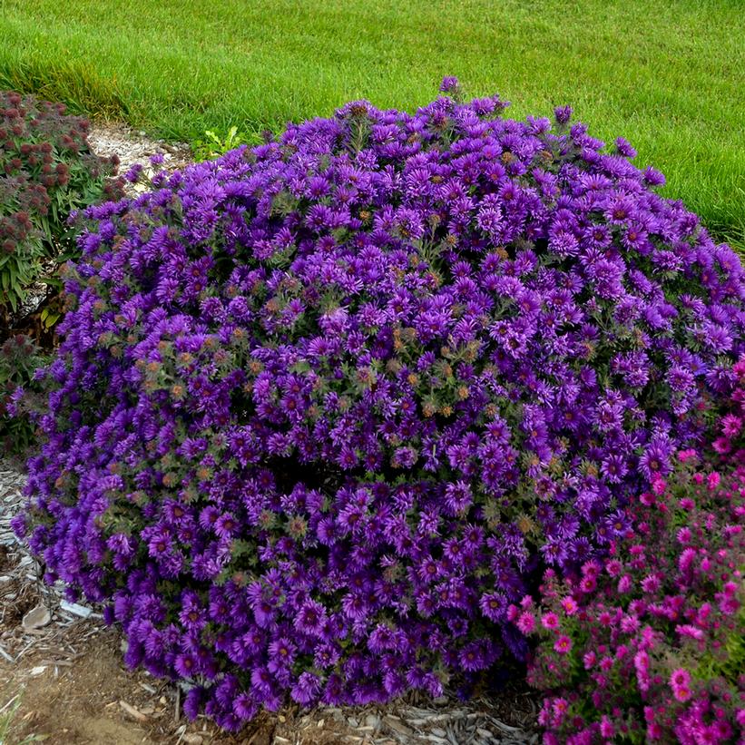 Grape Crush New England Aster, Fall Aster