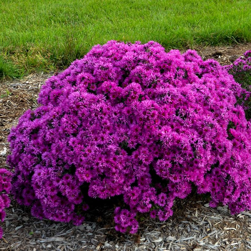 Pink Crush New England Aster, Fall Aster