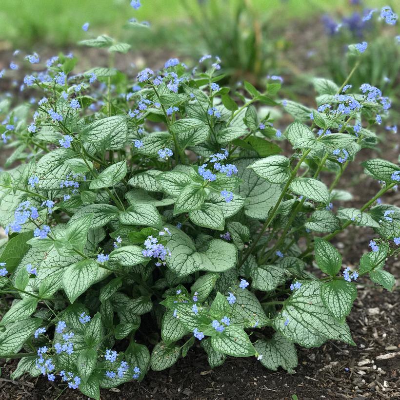 Sea Heart Siberian Bugloss, Heartleaf Alkanet