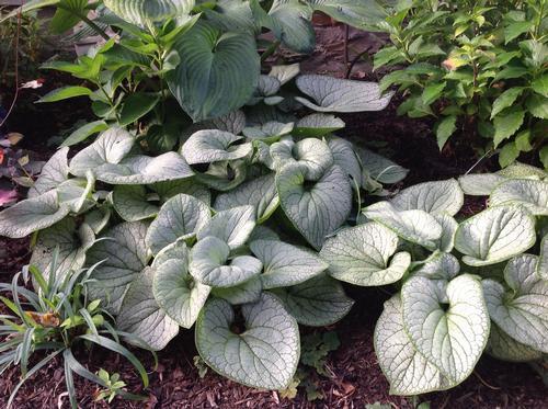 Silver Heart Siberian Bugloss, Heartleaf Alkanet