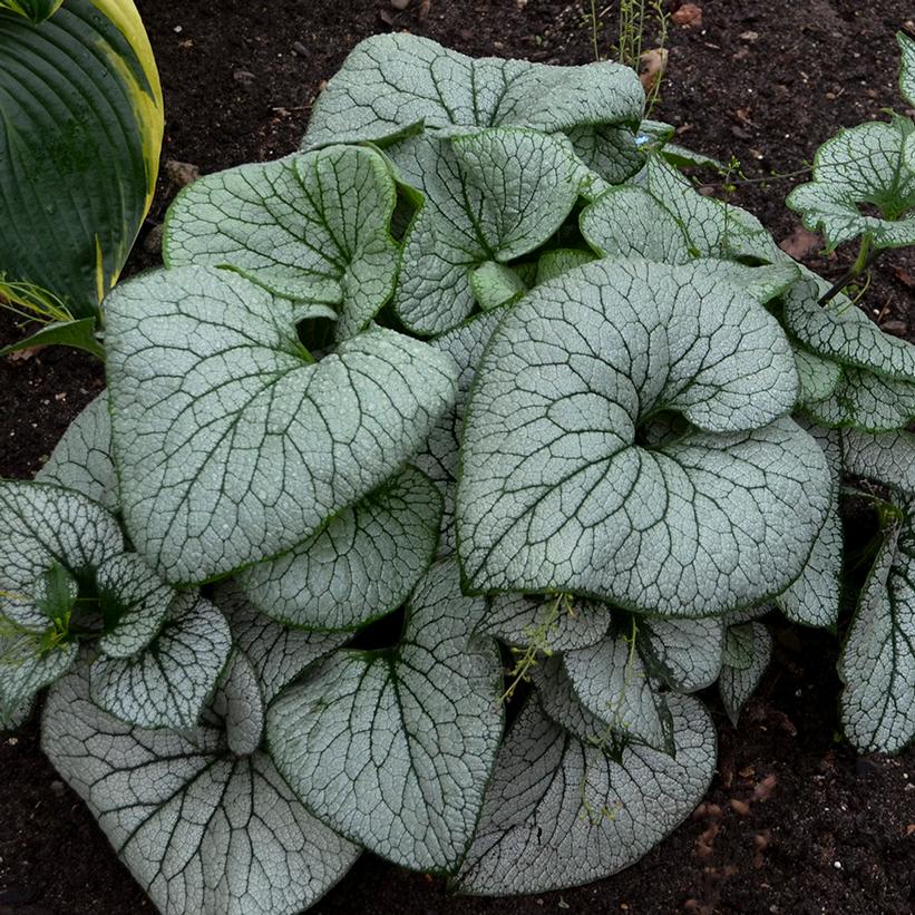 Sterling Silver Siberian Bugloss, Heartleaf Alkanet