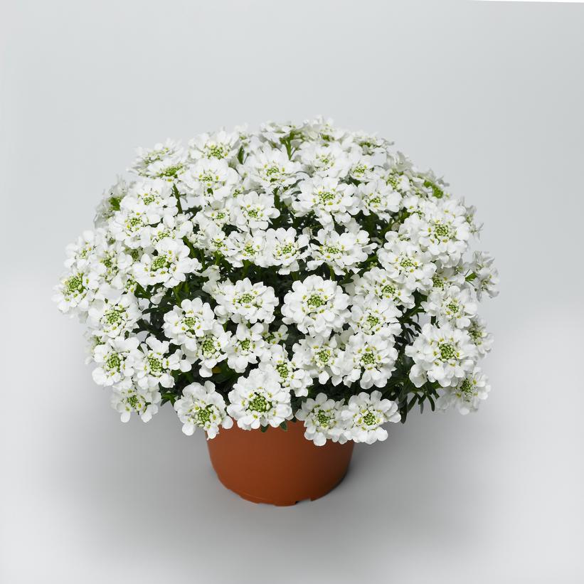 Forte Snowsurfer™ Candytuft