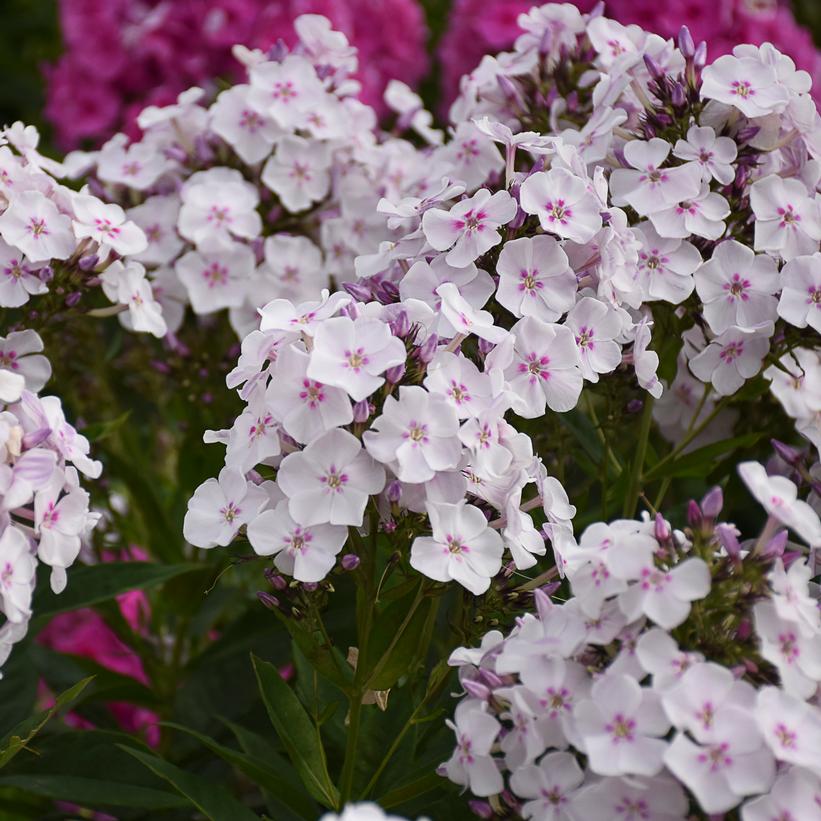 Party Girl Tall Garden Phlox