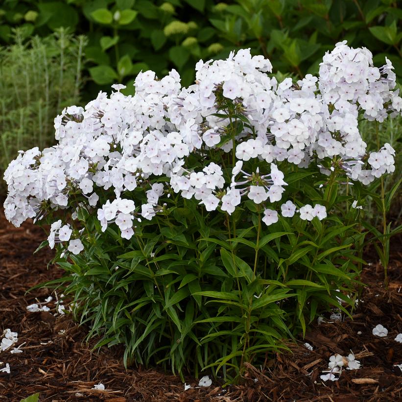 Fashionably Early Crystal Tall Garden Phlox