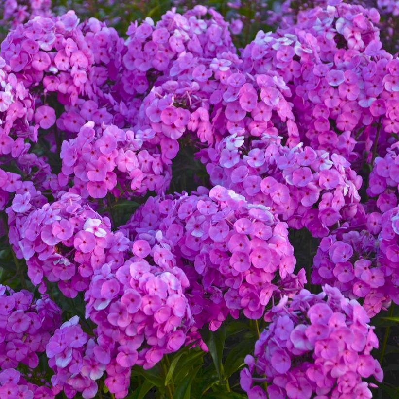 Fashionably Early Flamingo Tall Garden Phlox