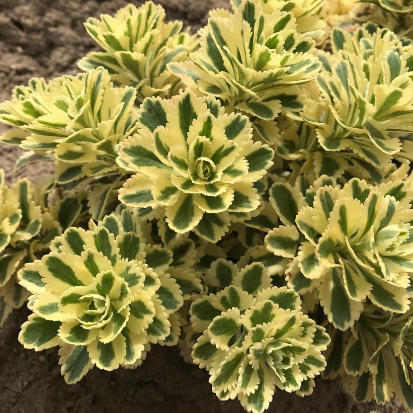 Atlantis® Stonecrop