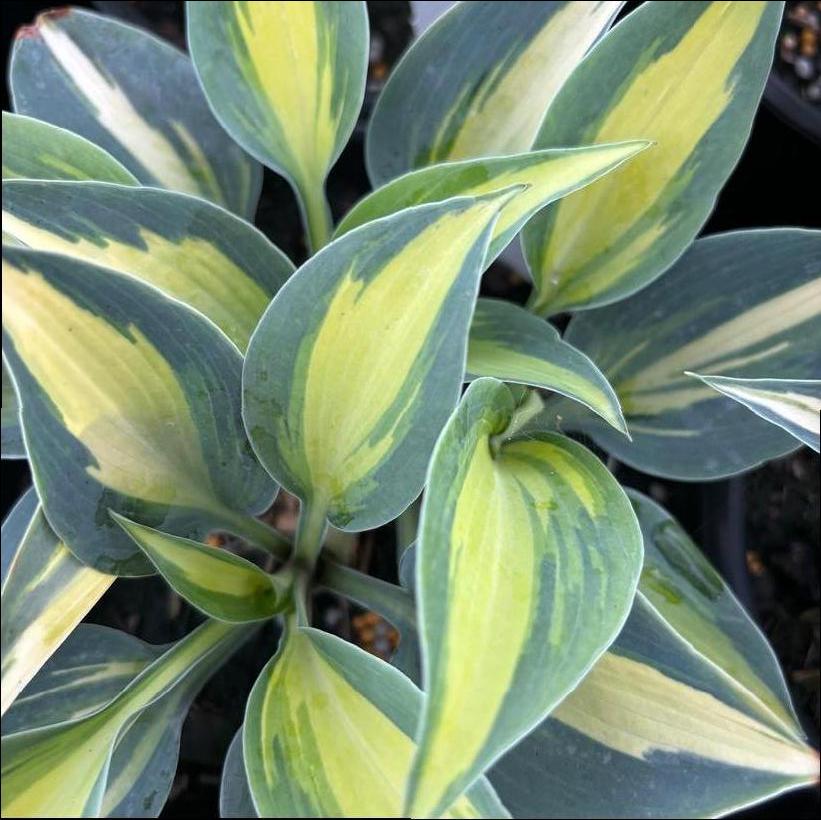 Catherine Hosta