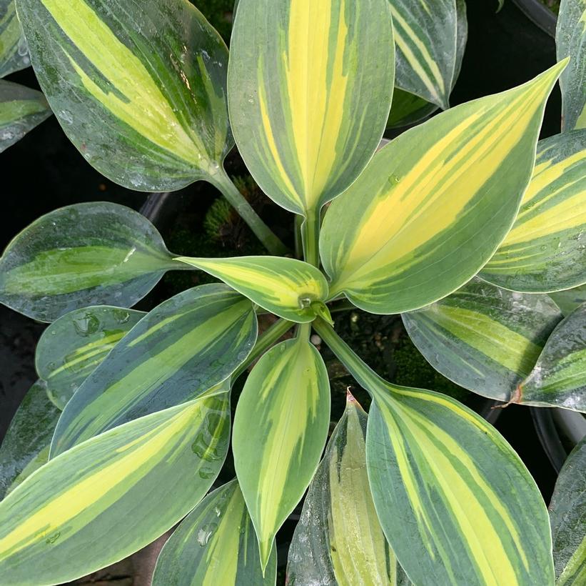 Party Popper Hosta