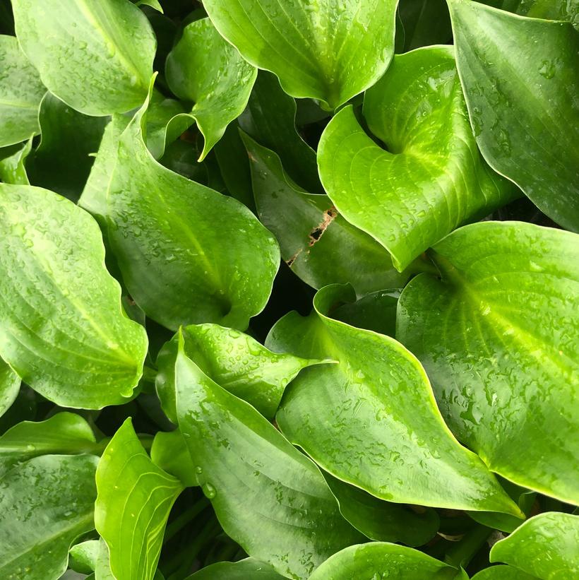 Shiny Sonata Hosta