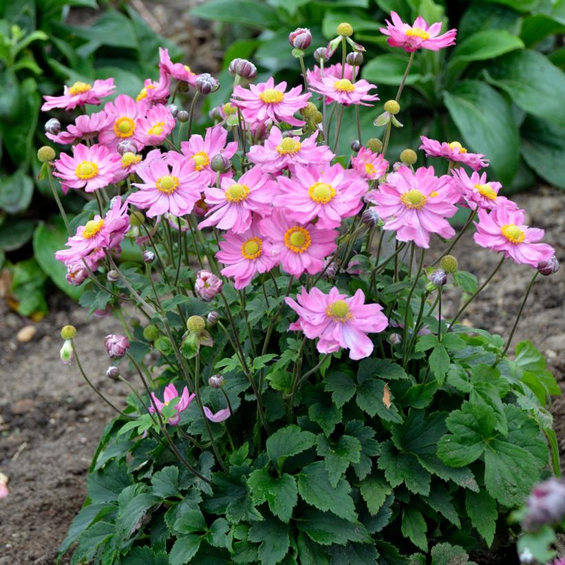 Curtain Call Pink Japanese Anemone, Windflower
