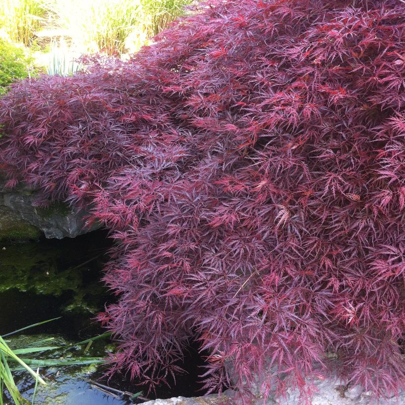 Crimson Queen Japanese Maple - Acer palmatum dissectum &