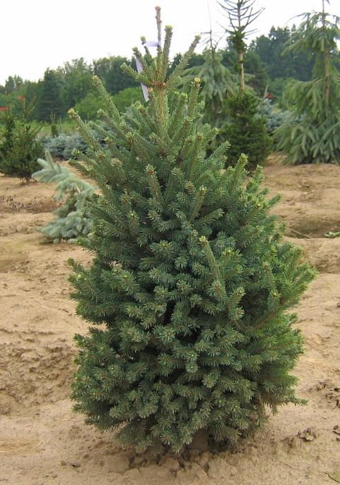 Blue Teardrop Black Spruce