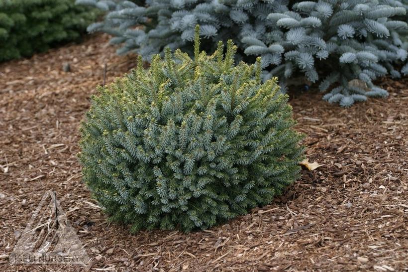 Golden Dwarf Serbian Spruce