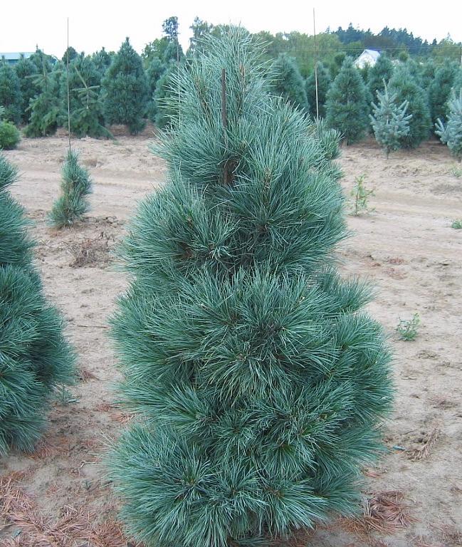 Domingo Hybrid Pine