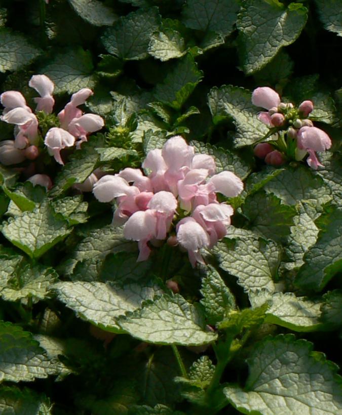 Pink Pewter Spotted Deadnettle, False Salvia