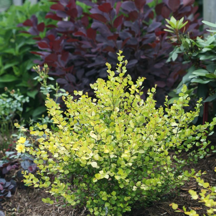 Golden Treasure Cesky Gold® Dwarf Birch