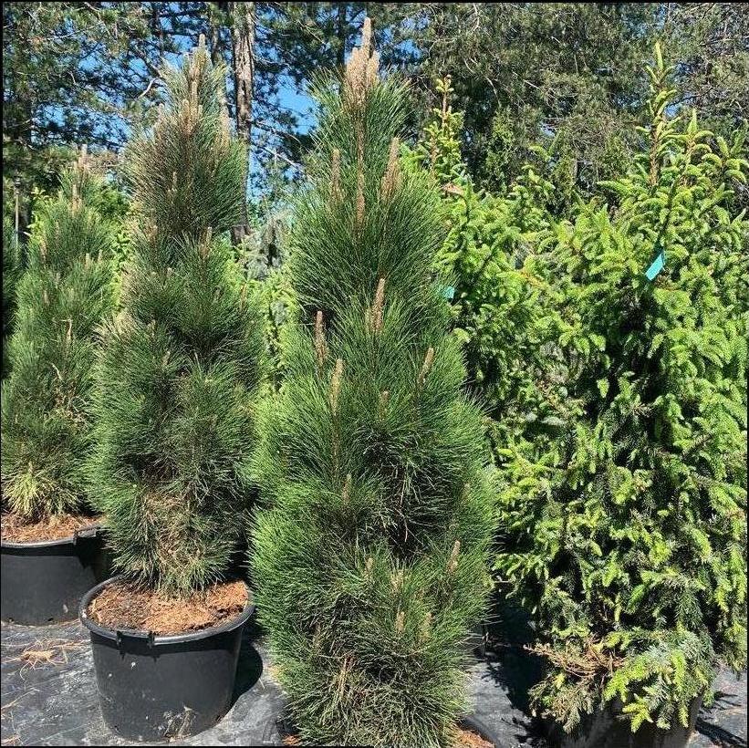 Green Tower Austrian Pine