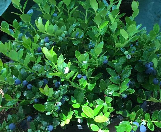 Box Huckleberry