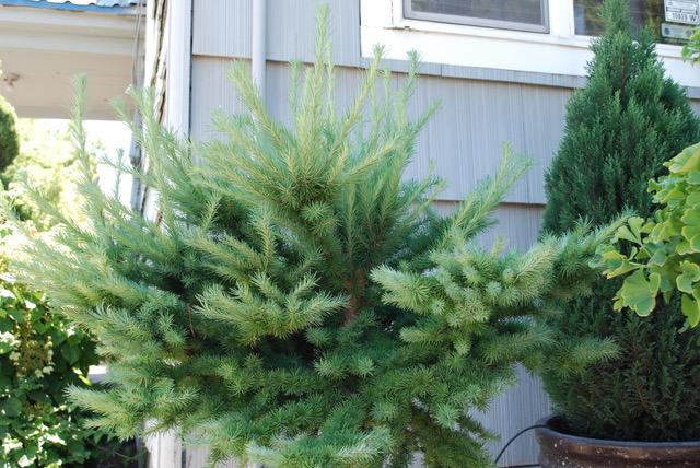 Japanese Dwarf Larch