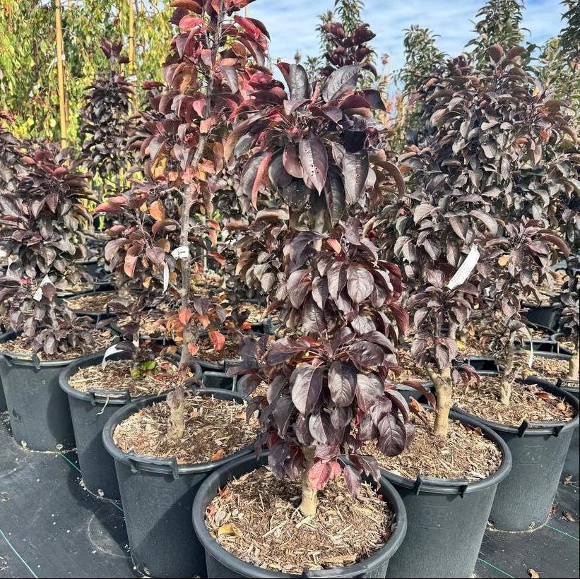 Midnite Spire™ Crabapple
