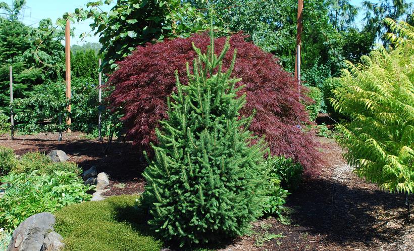 Pyramidal Norway Spruce