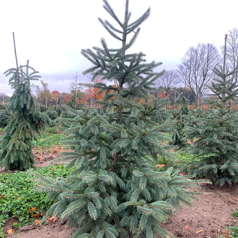 Skinny Blue Genes™ Spruce