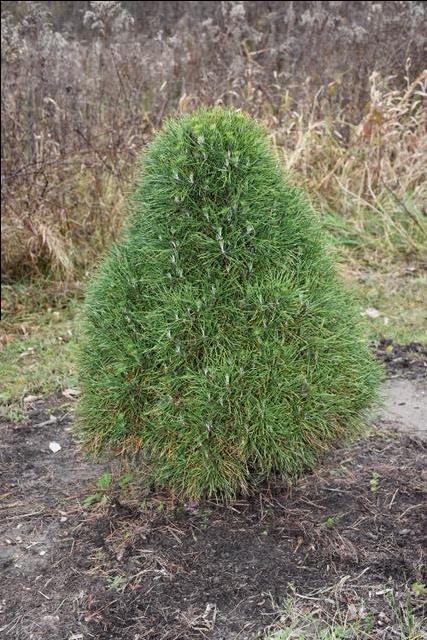 Green Penguin Scots Pine
