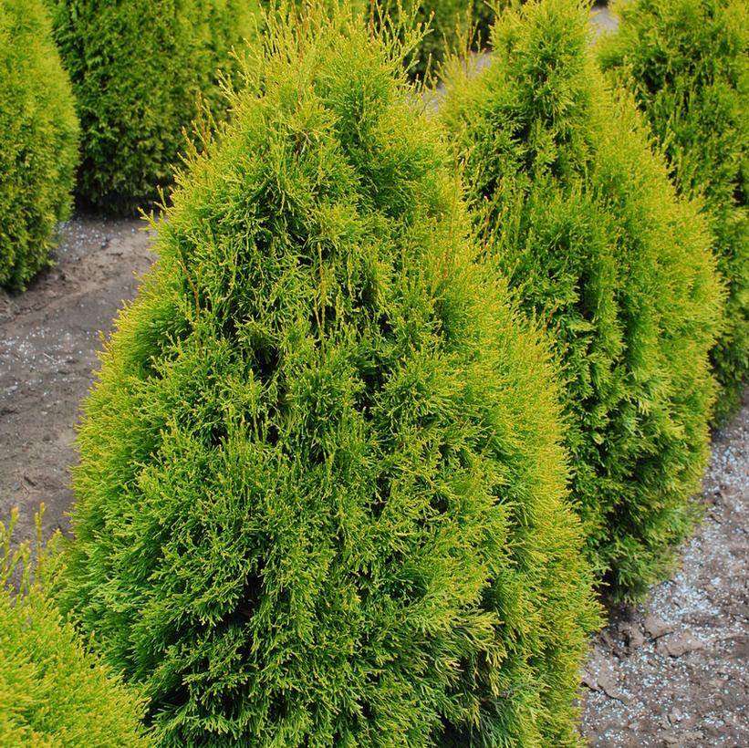 Highlights™ Cedar