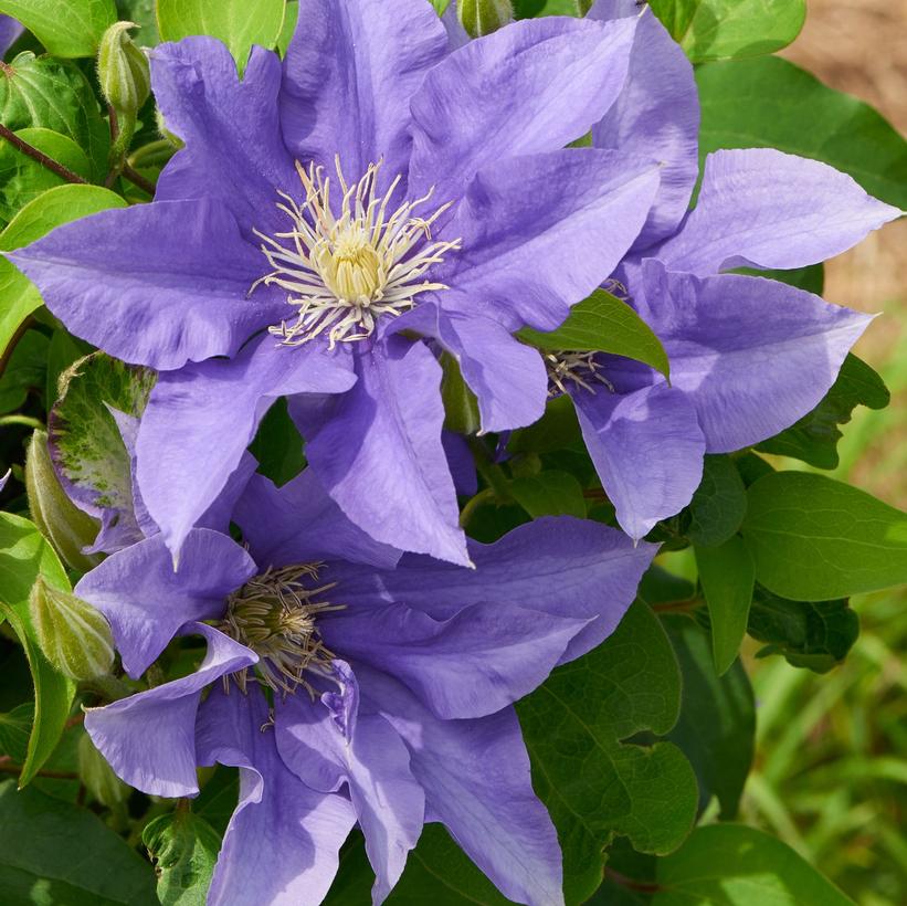 Olympia Clematis